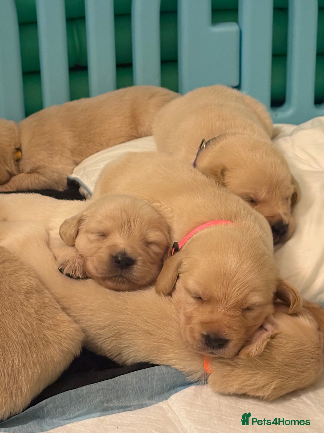 Goldador dogs for sale: Goldador puppies ❤️ - Advert 9