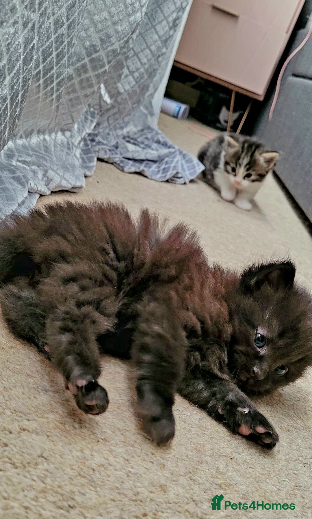 Ragdoll cats for sale: Adorable mixed Norwegian/Ragdoll left  in Dundee - Image 20