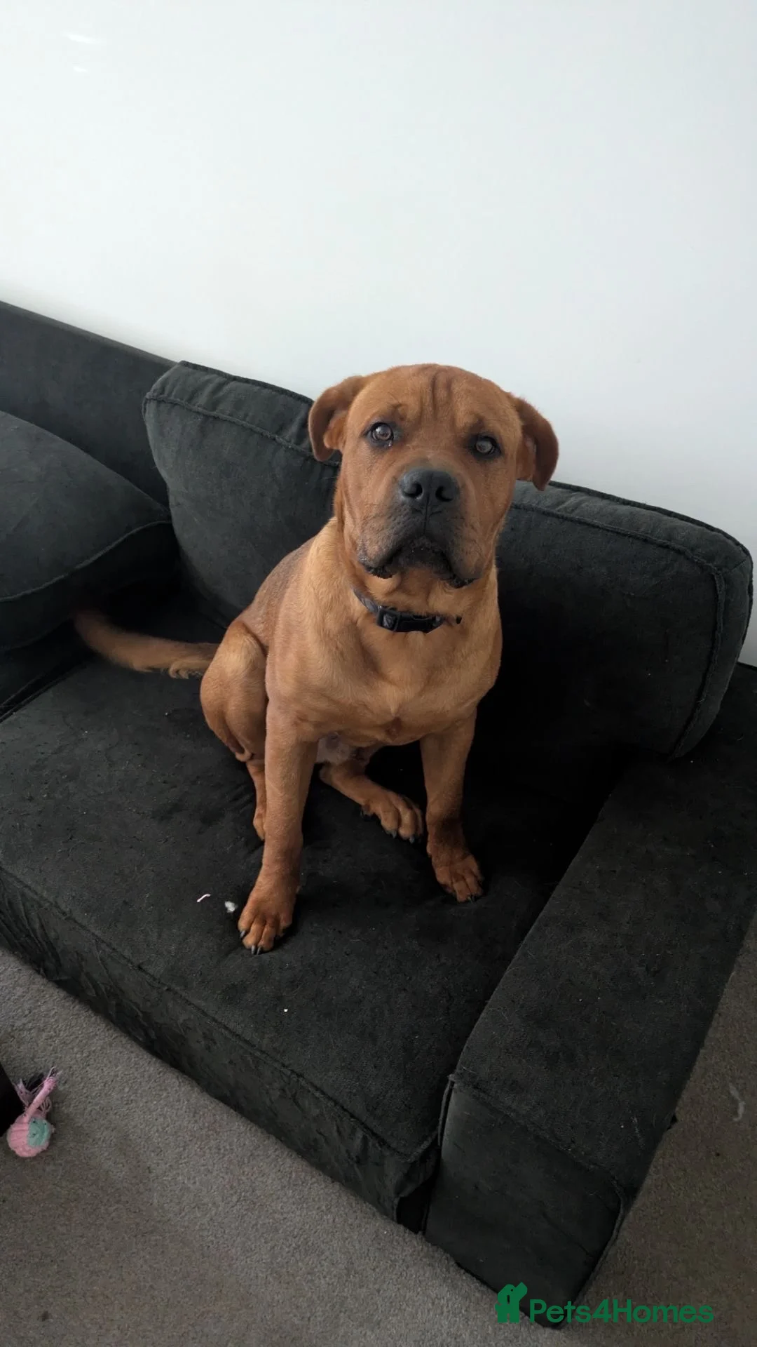Mixed Breed dogs for sale: Gorgeous boy looking for loving new home in Leeds - Advert 2
