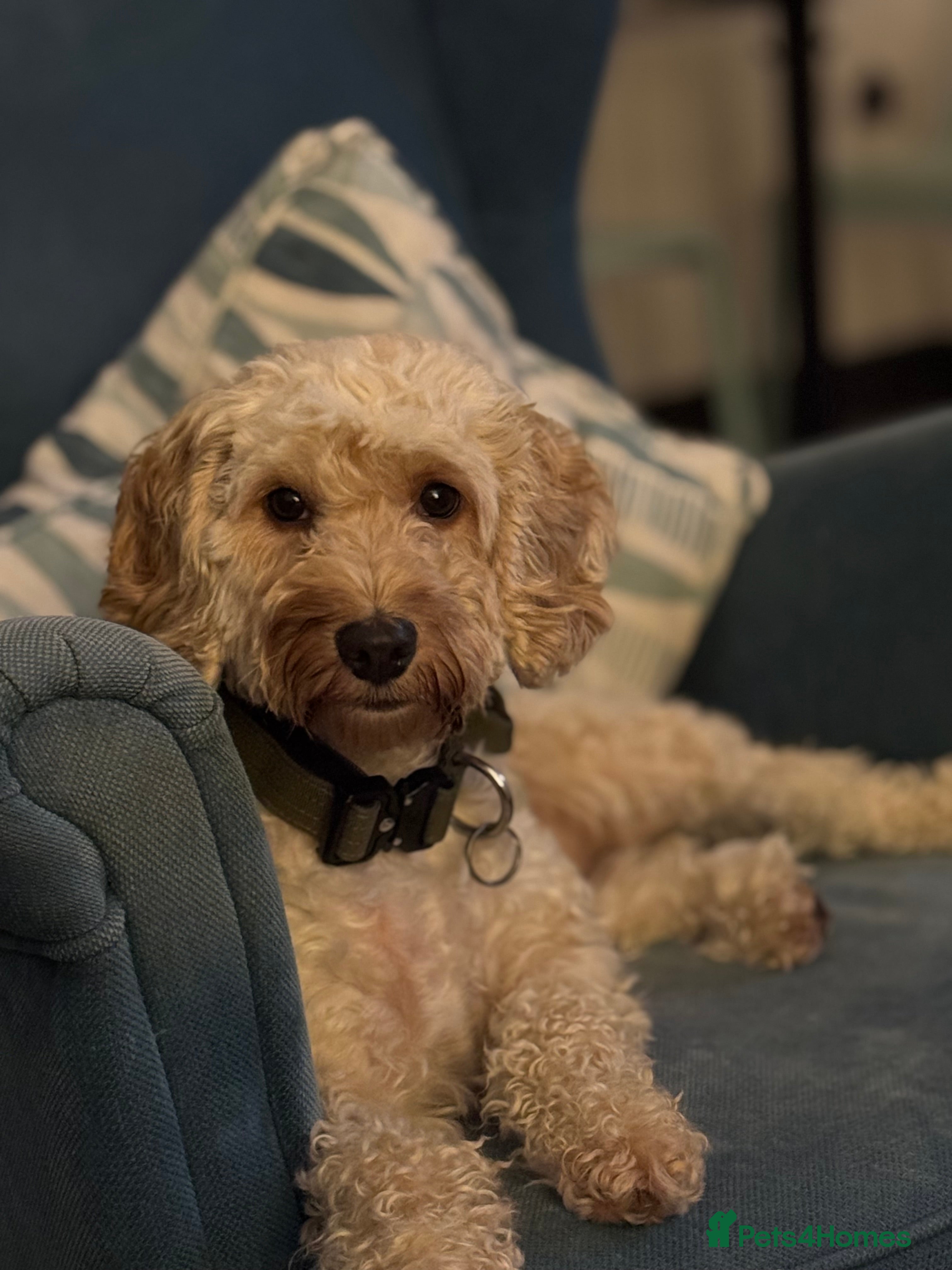 Cockapoo dogs Beautiful cockapoo  - Advert 1