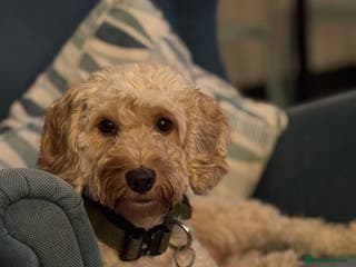 Cockapoo dogs Beautiful cockapoo - Advert 1