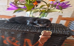 Cocker Spaniel dogs for sale: Outstanding Working Cockers  - Image 8