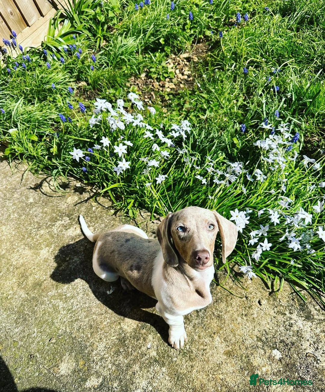 Miniature Dachshund dogs for sale: Miniature dachshund Dottie - Image 5