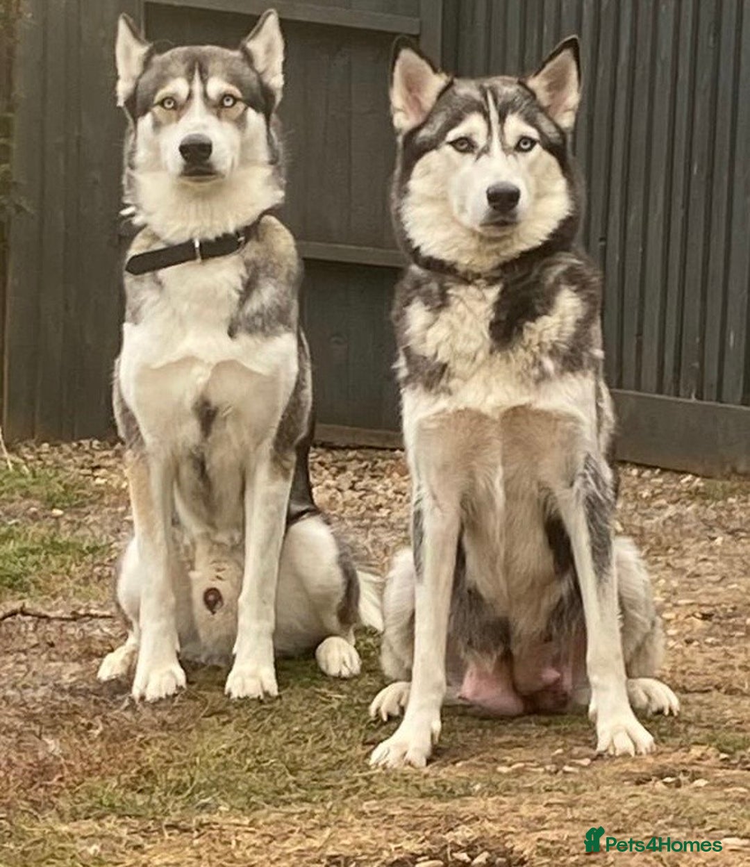 Siberian Husky dogs for sale: 4 female husky pups  - Image 5