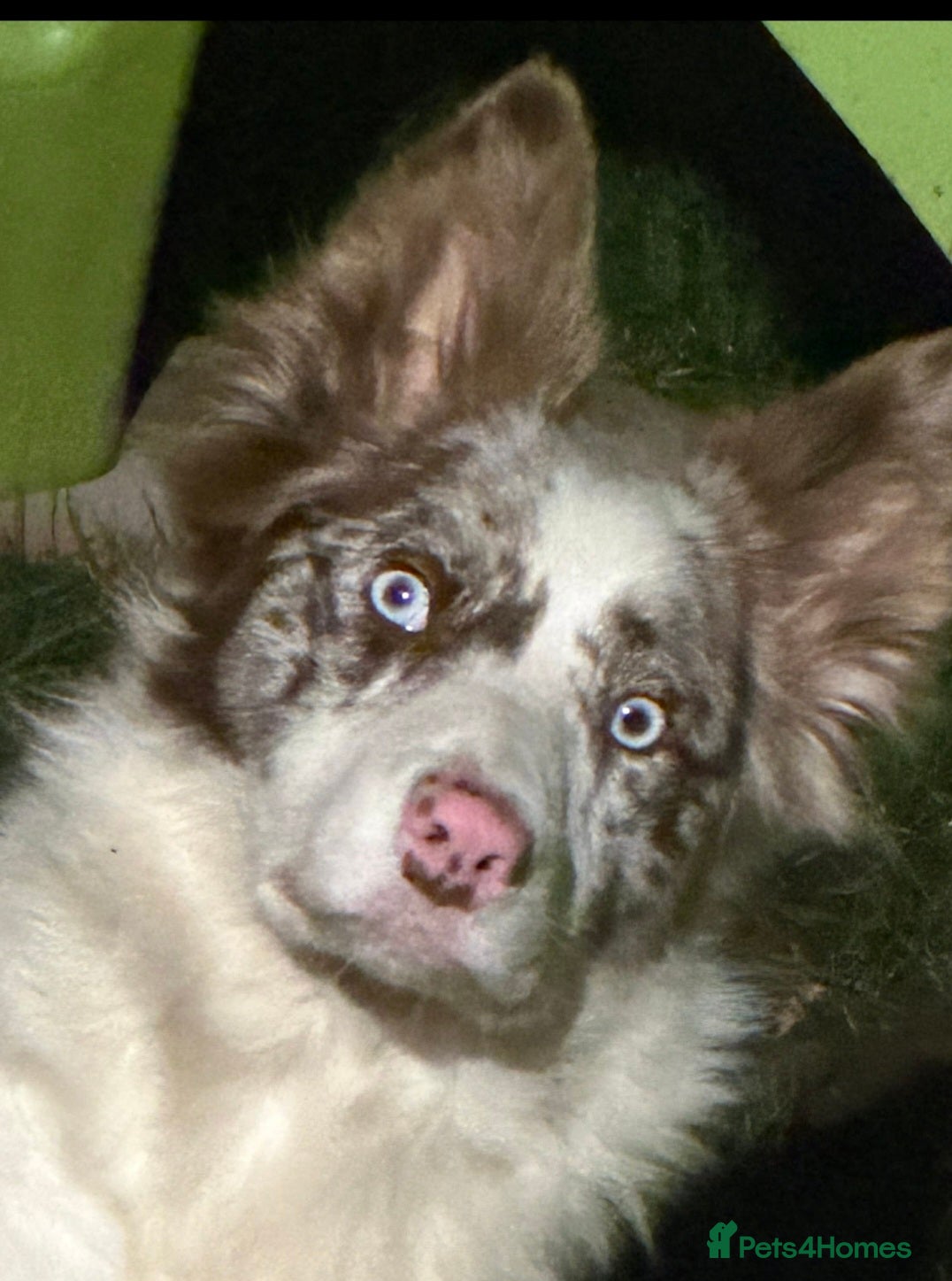 Border Collie dogs Border collie female with blue eyes. - Advert 5