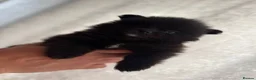 Pomeranian dogs for sale: Purebred Pomeranian puppies  in Southampton - Advert 6