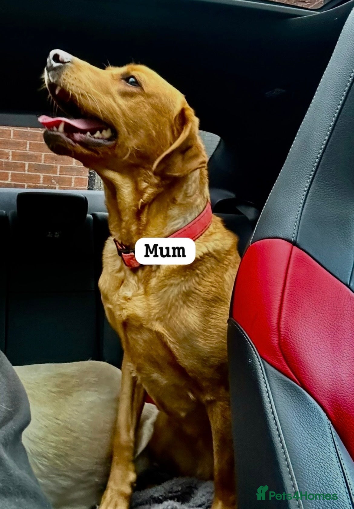 Labrador Retriever dogs Follow your pups journey from birth ❤️ - Advert 2