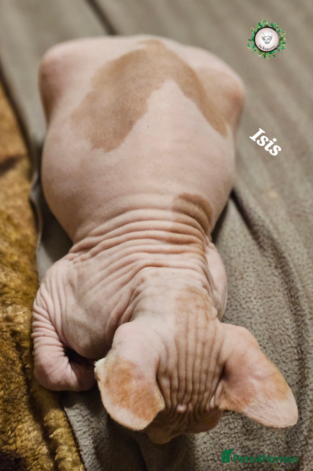 Sphynx cats for sale: Adorable Canadian Sphynx – Champion line - Advert 28