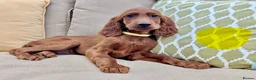 Irish Setter dogs for sale: Kennel Club Irish Setter Puppies  - Advert 12