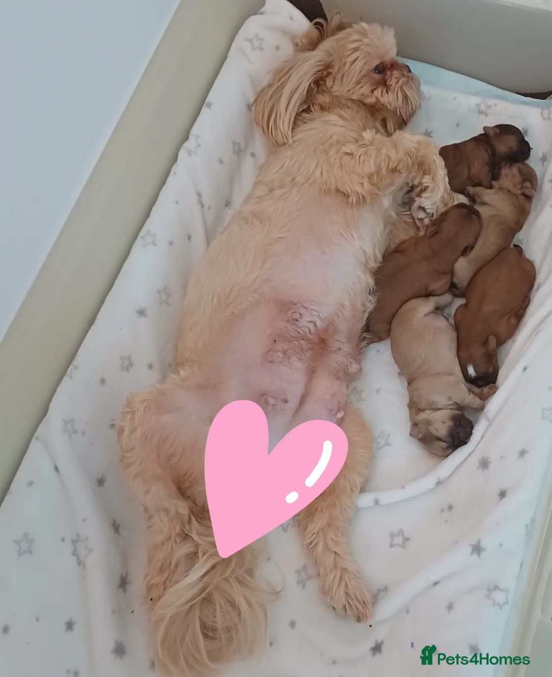 Shih Tzu dogs for sale: Beautiful Brown babies - Advert 2