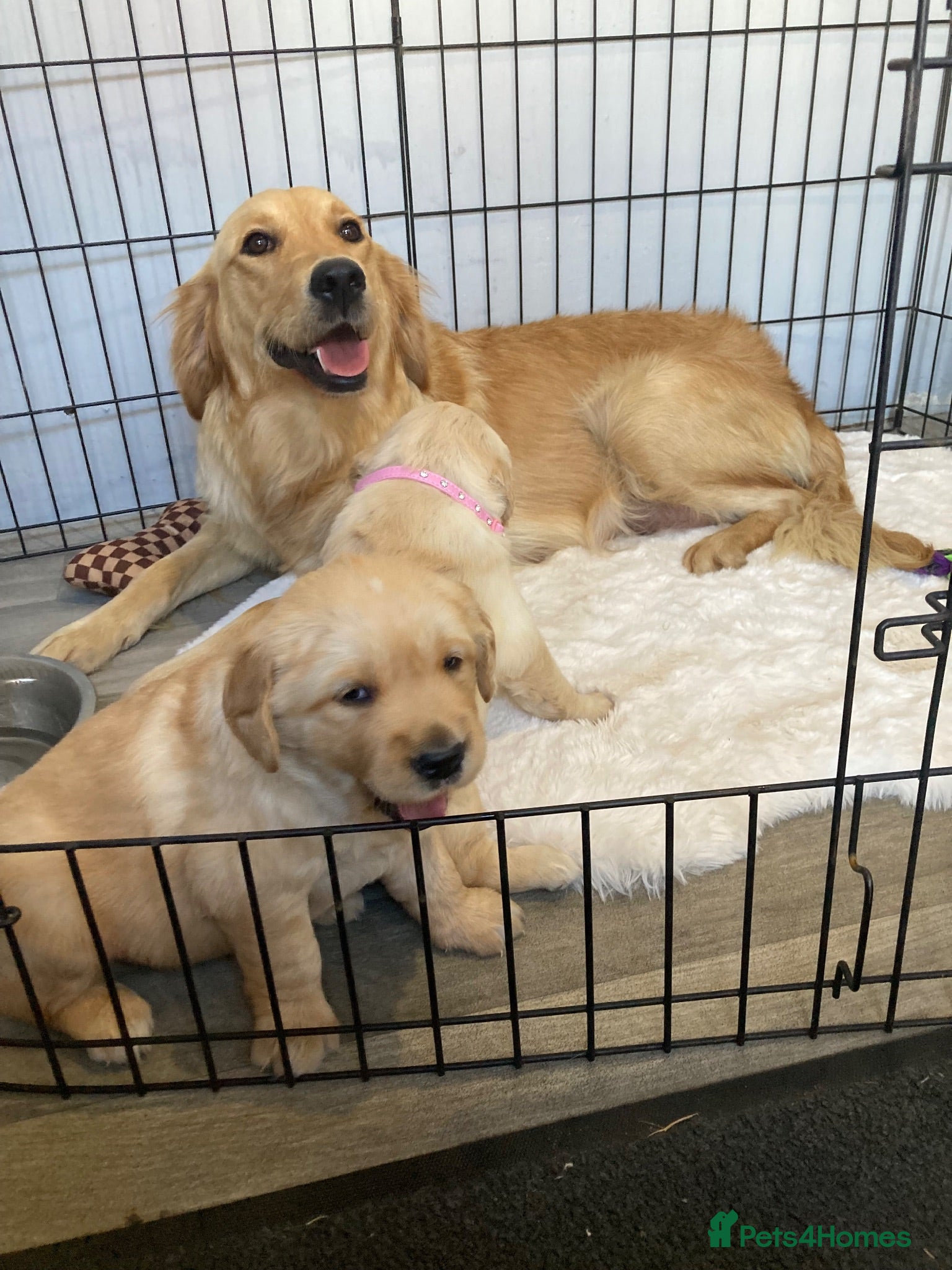 Golden Retriever dogs Chunky kc registered golden retriever puppy’s  - Advert 15