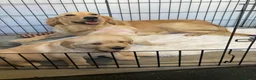 Golden Retriever dogs for sale: Chunky kc registered golden retriever puppy’s  - Advert 1