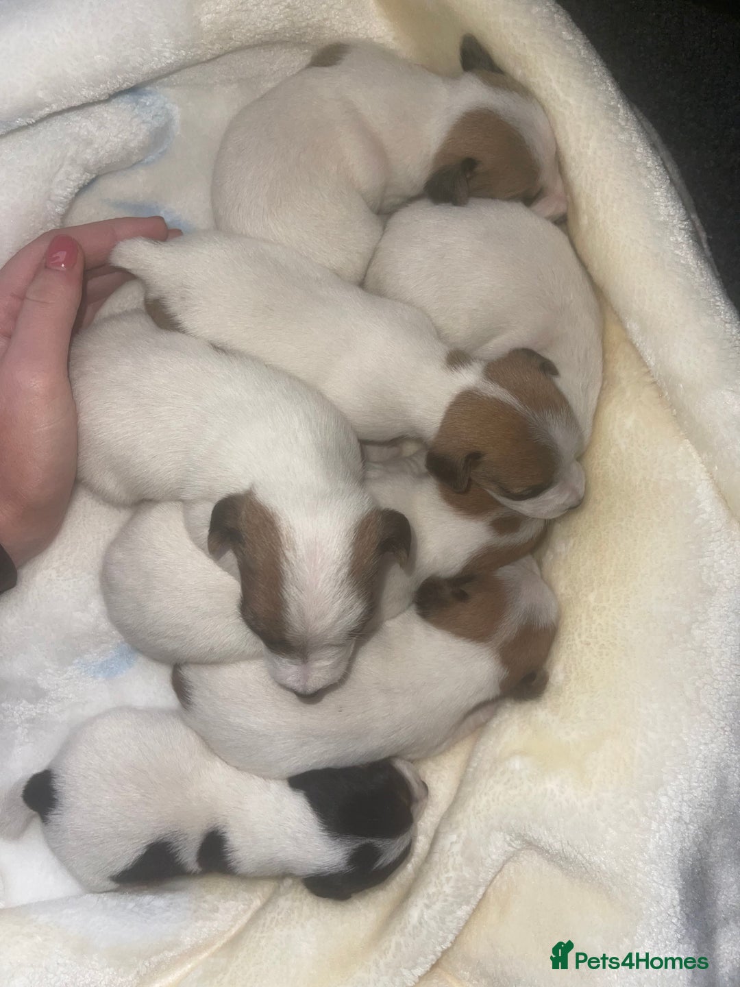 Jack Russell dogs for sale: Miniature Jack Russell puppies🐶 - Advert 1