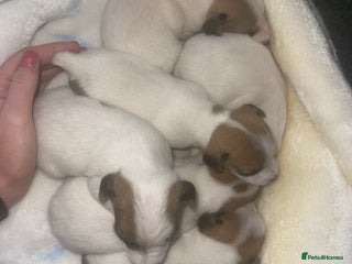 Jack Russell dogs Miniature Jack Russell puppies🐶 - Advert 3