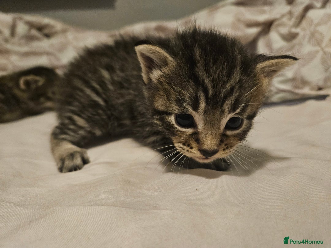 Bengal cats for sale: Kitten - Image 1