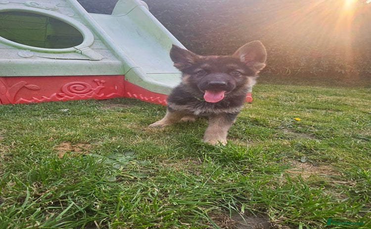 German Shepherd dogs - Advert 6