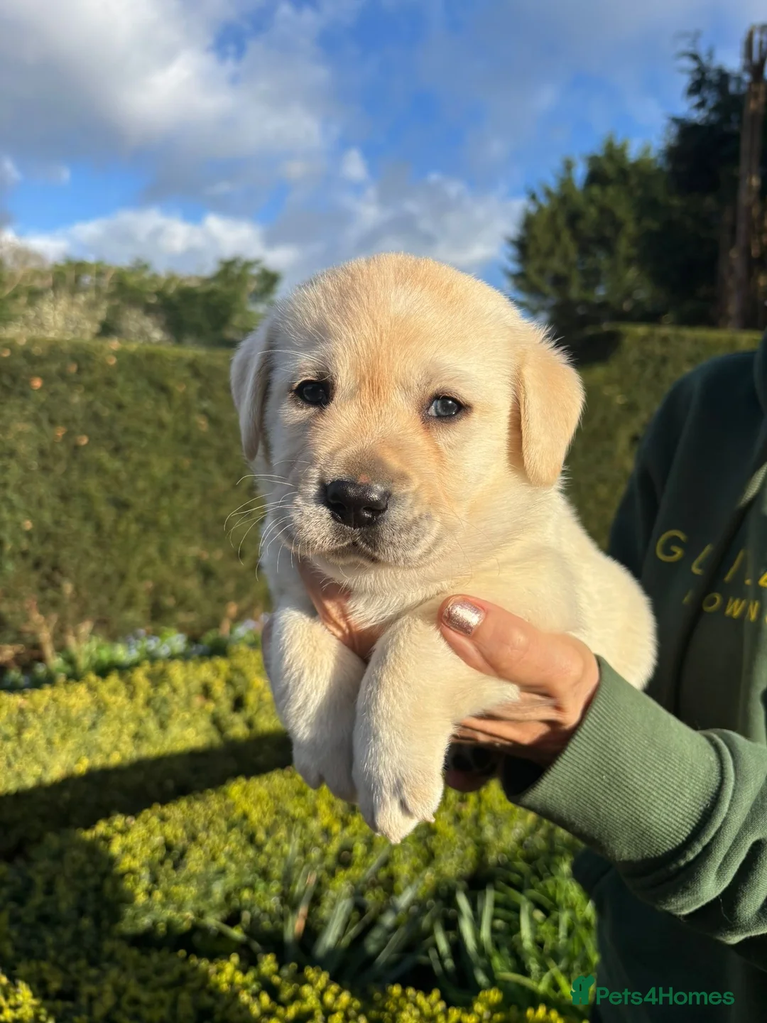 Labrador Retriever dogs for sale: Dad placed 3rd @ crufts 2026  KC ChampionLines Lab - Advert 1