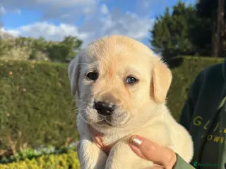 Labrador Retriever dogs Dad placed 3rd @ crufts 2026 KC ChampionLines Lab - Advert 13