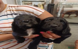 Cocker Spaniel dogs for sale: Cocker spaniel pups  - Image 1