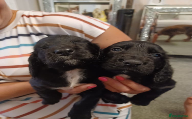 Cocker Spaniel dogs - Advert 4