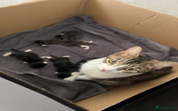 Domestic Shorthair cats for sale: Domestic Shorthair kittens  - Image 10