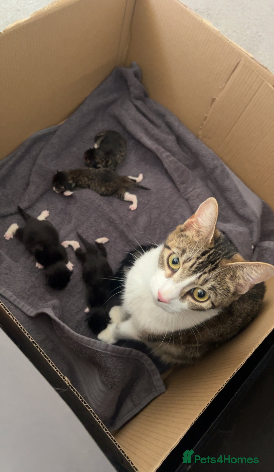 Domestic Shorthair cats for sale: Domestic Shorthair kittens  - Image 10