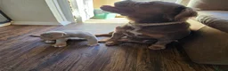 Olde English Bulldogge dogs for sale: Ready now fluffy carriers  - Advert 2