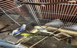 Budgerigars birds for sale: Budgies  - Image 1