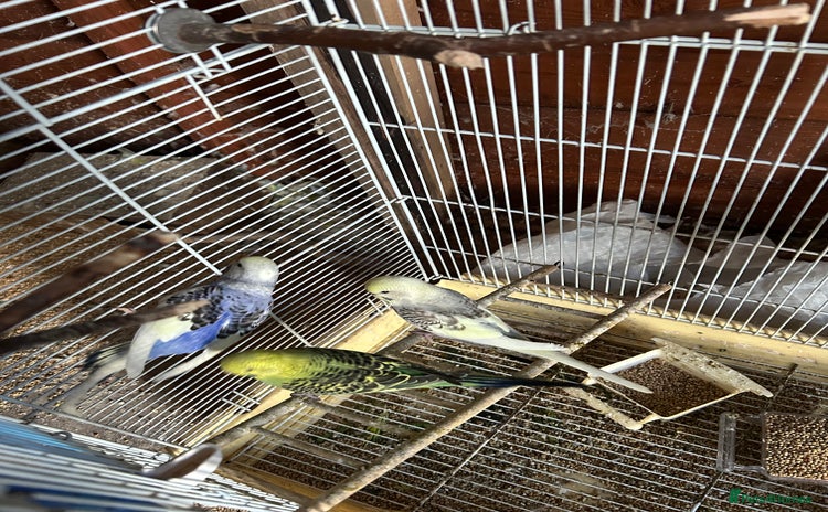 Budgerigars birds - Advert 2