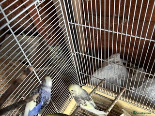 Budgerigars birds - Advert 1