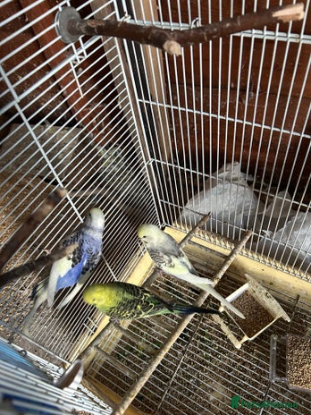 Budgerigars birds - Advert 1