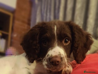 English Springer Spaniel dogs Exceptional 8 DNA tests all CLEAR & Gonioscopy - Advert 4