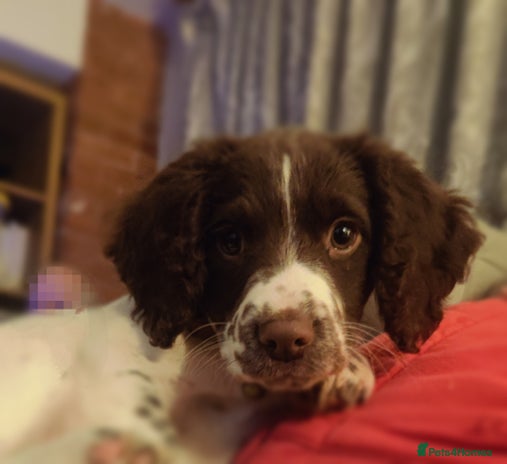 English Springer Spaniel dogs Exceptional 8 DNA tests all CLEAR & Gonioscopy - Advert 4