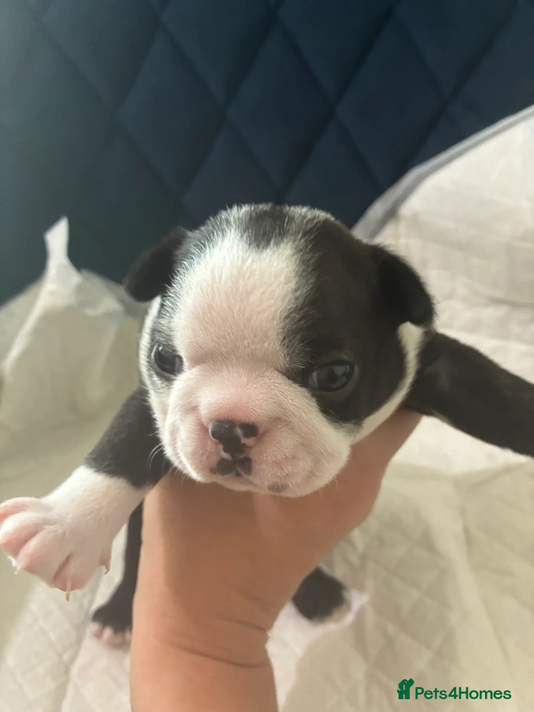 Boston Terrier dogs for sale: Boston for sale - Advert 11