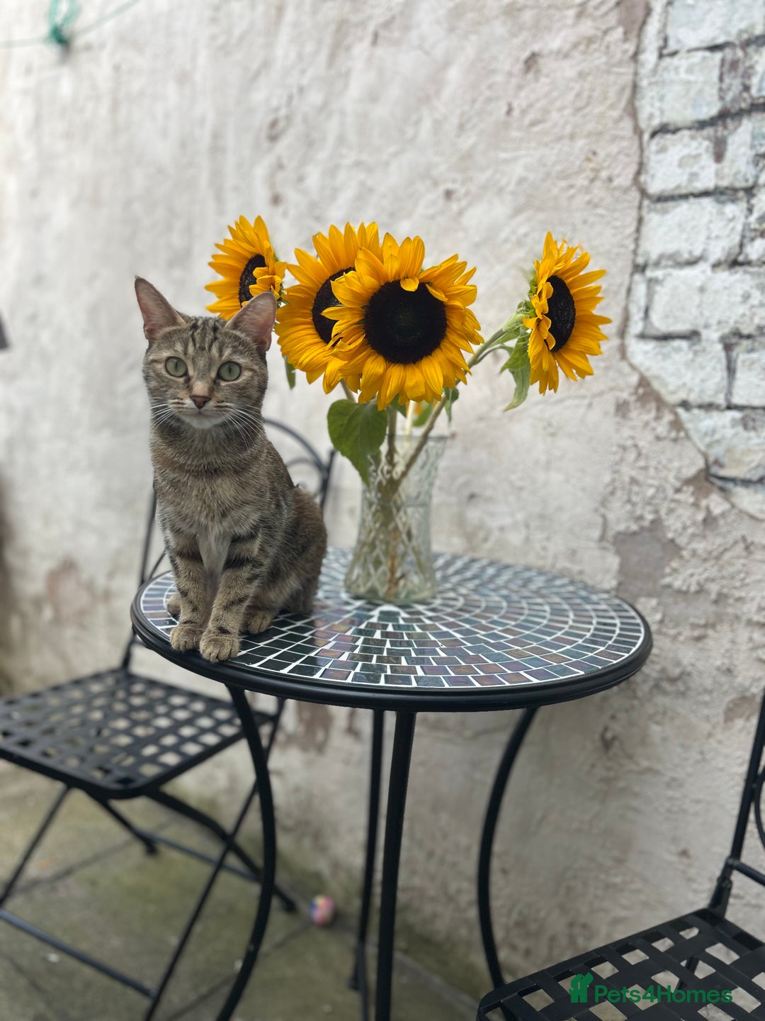 Mixed Breed cats for sale: Beautiful healthy kittens 1x Male and 2x female  - Image 7