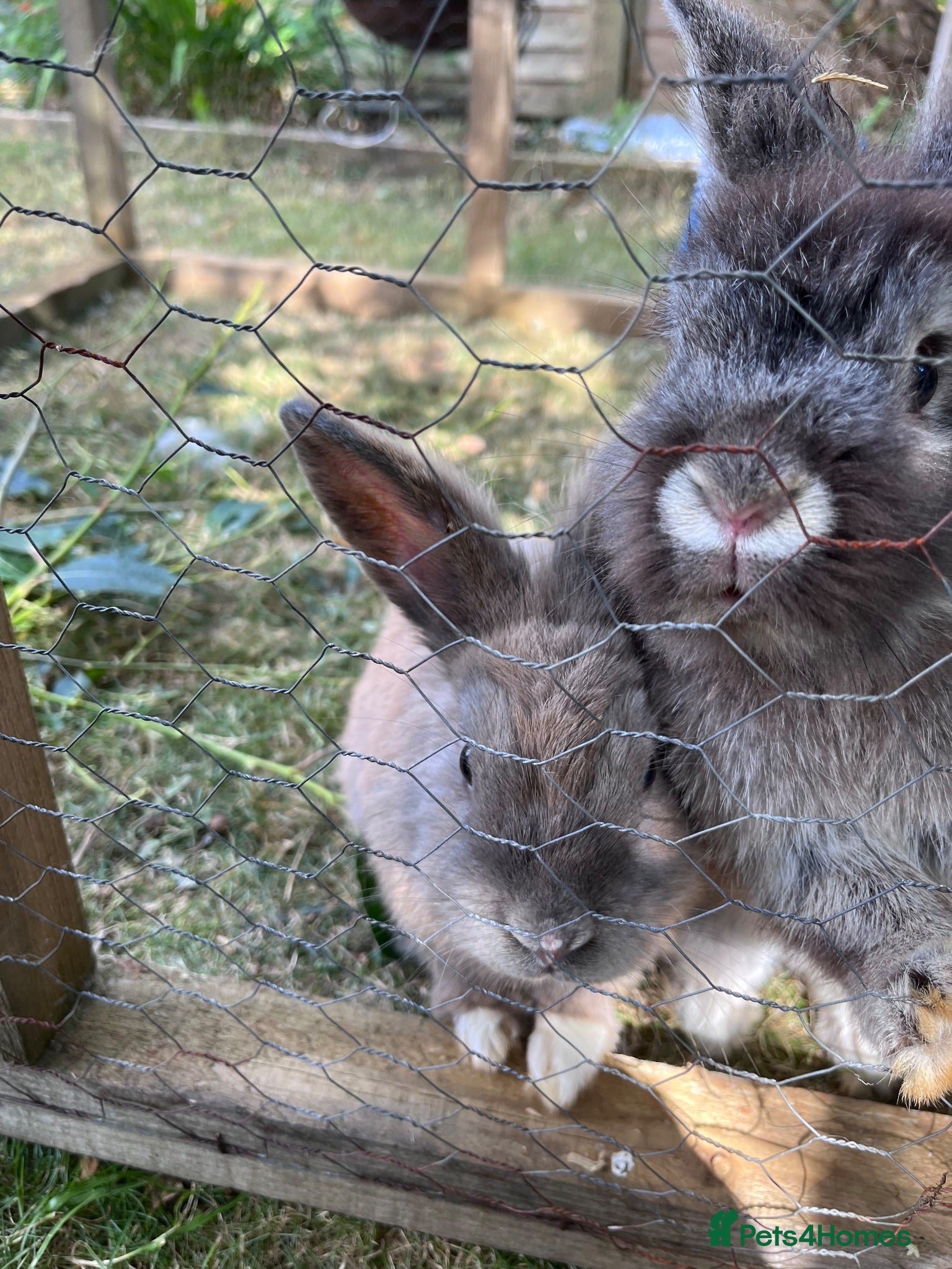 Mixed Breed rabbits Mixed lion lops  - Advert 1
