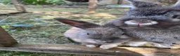 Mixed Breed rabbits for sale: Mixed lion lops  - Advert 1