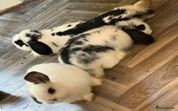 Mini Lop rabbits for sale: 🐇 Two Sweet Male Bunnies Need Forever Homes 🐇 - Image 7