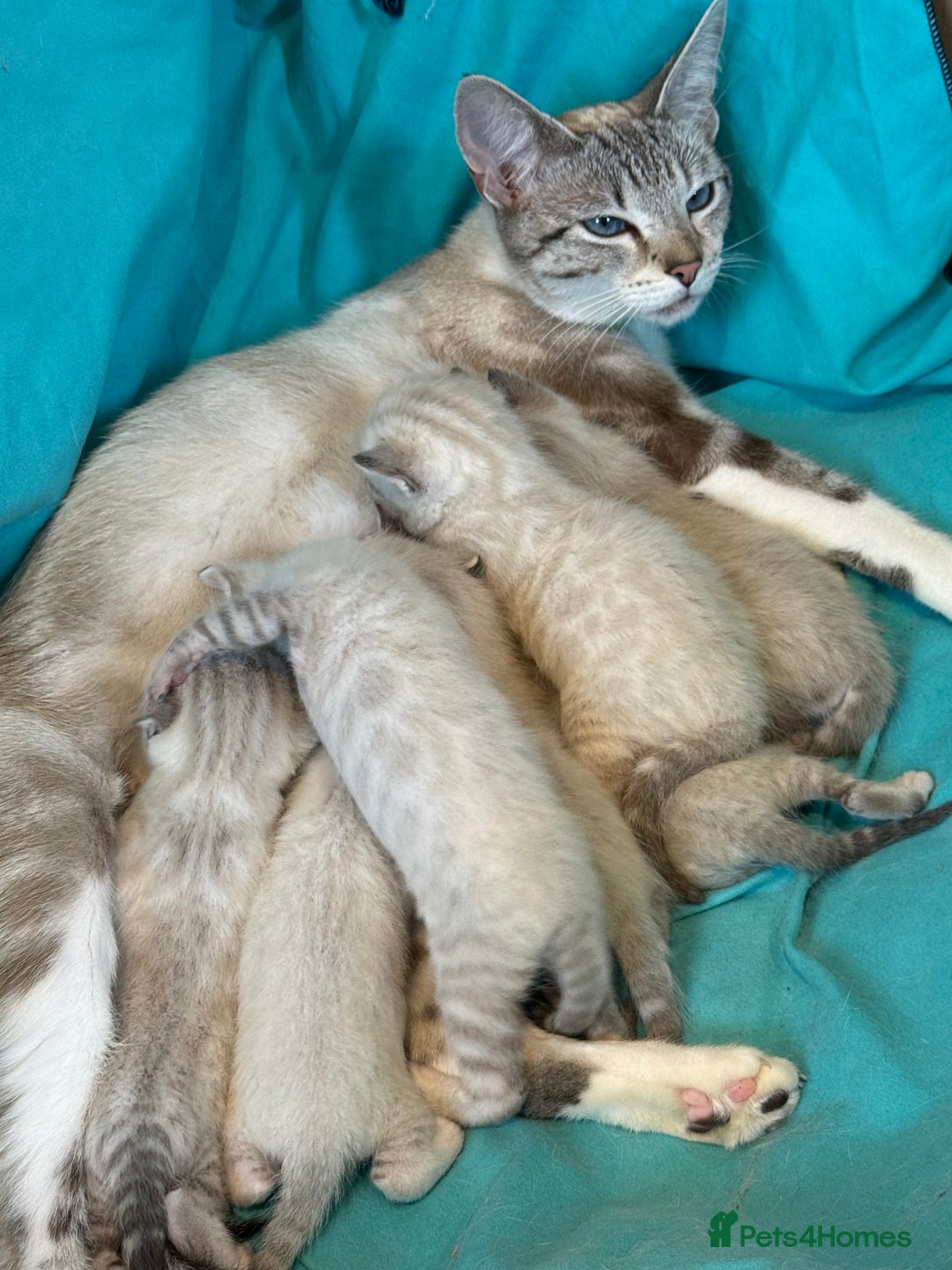 Bengal cats for sale: 7 Snow Bengal Kittens – Stunning Markings! - Image 6