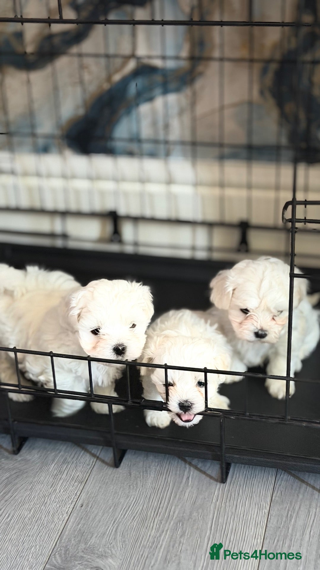 Maltese dogs 💙🩷 For Sale Beatifull Puppies Maltese💙🩷 - Advert 2