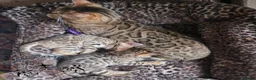 Bengal cats for sale: Stunning Bengal kittens  - Advert 9