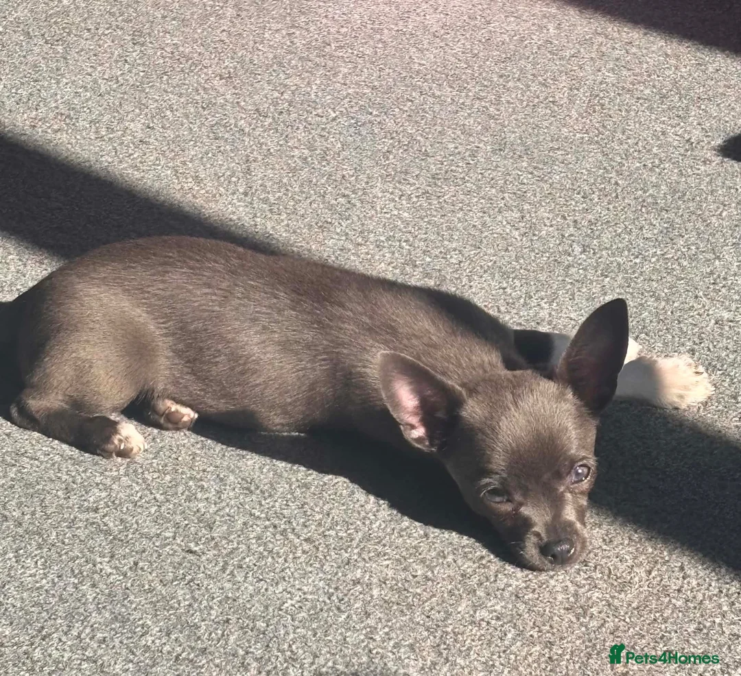 Chihuahua dogs for sale: Chihuahua bitch puppy in Ammanford - Advert 2
