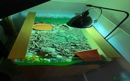 Tortoise reptiles for sale: 3 year old Herman tortoise - Image 2