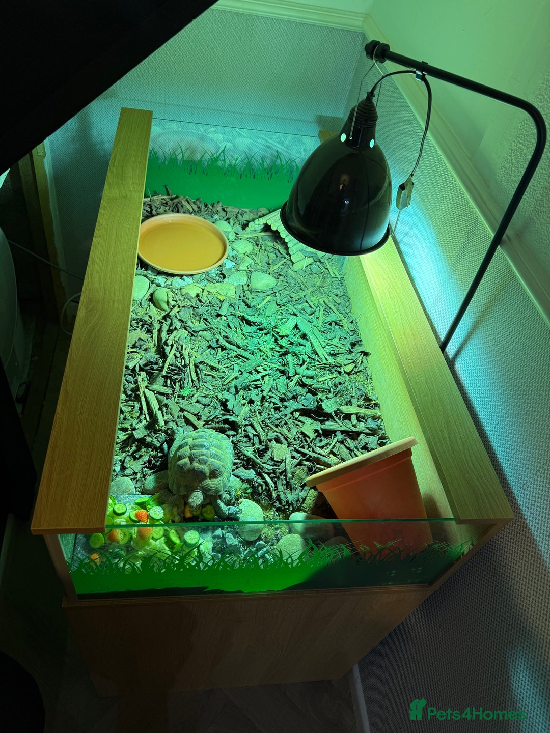 Tortoise reptiles for sale: 3 year old Herman tortoise - Image 2