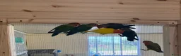 Lovebirds birds for sale: Proven bonded pair of love birds with 5 chicks  in Leighton Buzzard - Advert 8