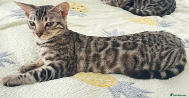 Bengal cats - Advert 12
