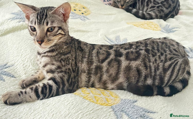 Bengal cats - Advert 3