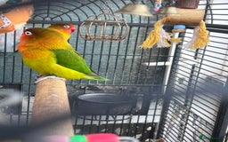 Lovebirds birds for sale: Love Birds Male & Female - Image 2