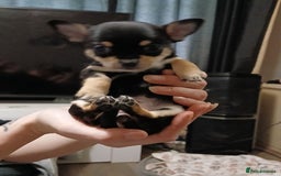 Chihuahua dogs for sale: BEAUTIFUL CHIHUAHUA PUPPIES  - Image 5