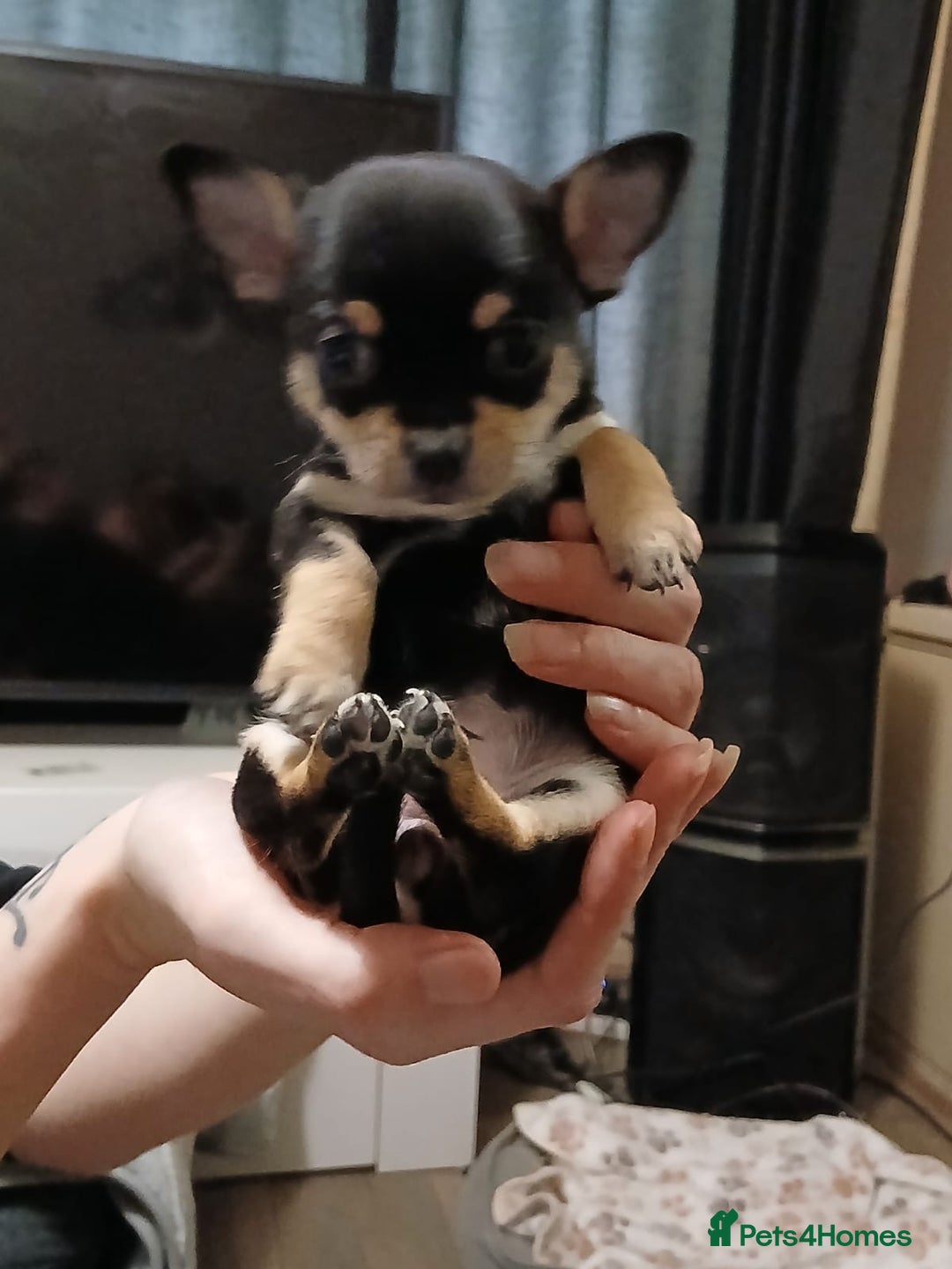 Chihuahua dogs for sale: BEAUTIFUL CHIHUAHUA PUPPIES  - Image 5